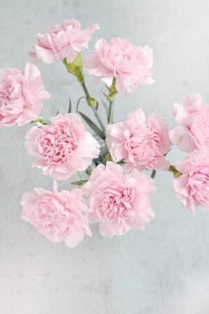 Soft Blush