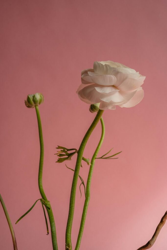 A minimalist photo of a single blooming rose with green stems against a pink backdrop.
